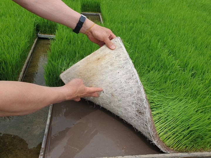 [세종=뉴시스] 농촌진흥청은 '안정적 가루쌀 생산을 위한 종자 소독 방법 및 고온기 육묘 관리 요령'을 22일 소개했다. 사진은 바닥 육모. (사진=농진청 제공) 2025.05.22. photo@newsis.com *재판매 및 DB 금지