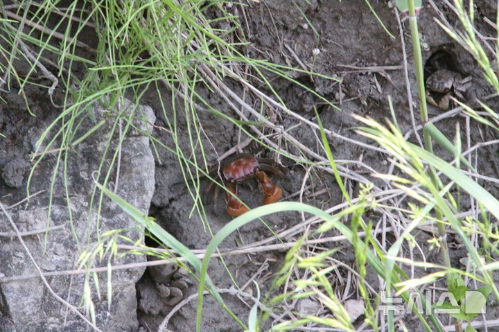 [안산=뉴시스]안산갈대습지에서 발견된 멸종위기 야생생물 2급 붉은발말똥게.(사진=안산시 제공)2025.05.22.photo@newsis.com