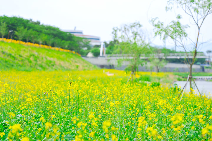 [구례=뉴시스] 노란꽃 활짝 핀 구례군 서시천변. (사진=구례군 제공) 2025.05.22. photo@newsis.com *재판매 및 DB 금지