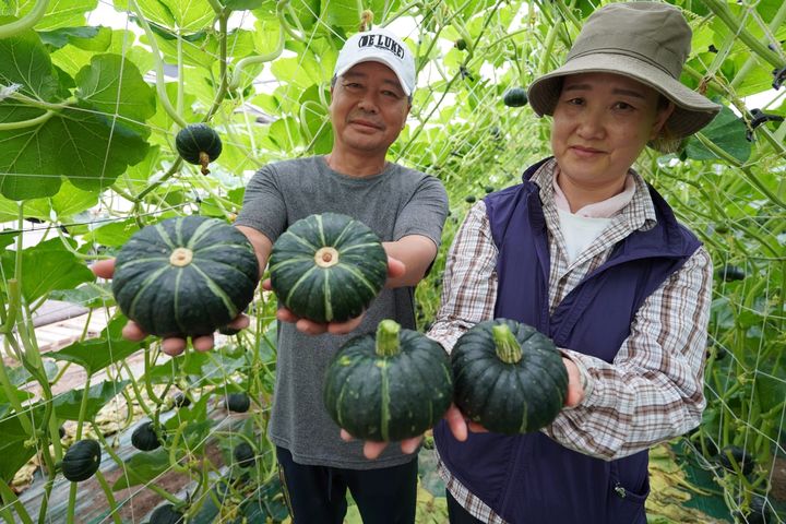 [해남=뉴시스] 전남 해남군 계곡면 진수연 농가의 밤호박 수확. (사진=해남군 제공) 2025.05.22. photo@newsis.com *재판매 및 DB 금지