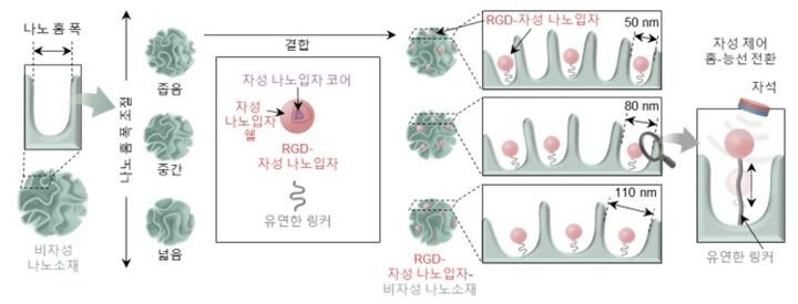 수십 나노미터(분자 수준)의 홈 폭 조절 가능한 비자성 나노소재와 자성 나노입자를 이용해 생체 조직의 동적 홈-능선 구조를 구현한 시스템의 모식도. (사진=고려대 제공) *재판매 및 DB 금지