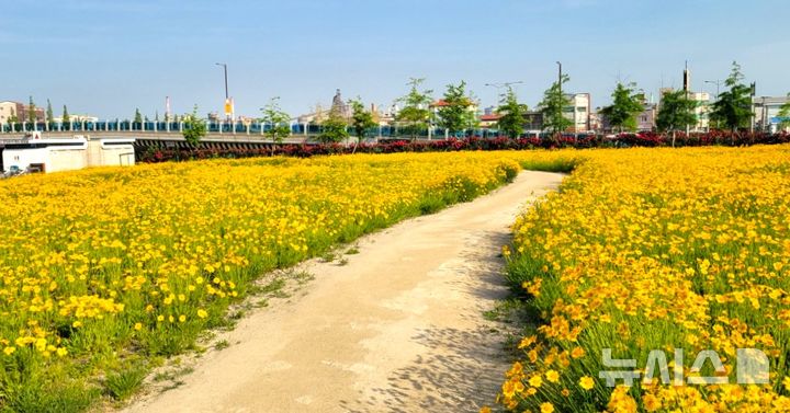 [포항=뉴시스] 송종욱 기자 = 포항 운하에 금계국이 활짝 피고, 6개 구간의 동물 모형 테마존·LED 경관 조명으로 관광객의 발길이 이어지고 있다. 사진은 포항 운하 산책로에 만개한 금계국 모습. (사진=포항시 제공) 2025.05.22. photo@newsis.com