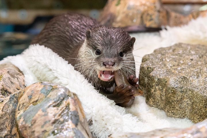 [서울=뉴시스] 21일 서울 송파구 롯데월드 아쿠아리움에서 수달이 먹이를 먹고 있다.&nbsp; 롯데월드 아쿠아리움은 세계 수달의 날(5월 28일)을 기념해 오는 24일 오후 2시 지하1층 바다사자 관람석에서 ‘우리가 몰랐던 수달과 해달의 차이점’을 주제로 해양보전 토크콘서트를 진행한다. (사진=롯데월드 아쿠아리움 제공) 2025.05.21. photo@newsis.com *재판매 및 DB 금지