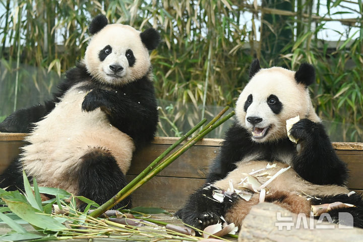 [용인=뉴시스] 김종택 기자 = 생물다양성의 날인 22일 경기 용인시 에버랜드 판다 월드 실내 방사장에서 국내 첫 쌍둥이 판다 루이바오와 후이바오가 먹이를 먹고 있다. 생물다양성의 날은 지난 1992년 유엔환경개발정상회의에서 '생물다양성협약'이 발표된 것을 기념하고 생물종의 중요성과 생태계의 보전을 목적으로 제정된 국제기념일이다. 2025.05.22. jtk@newsis.com