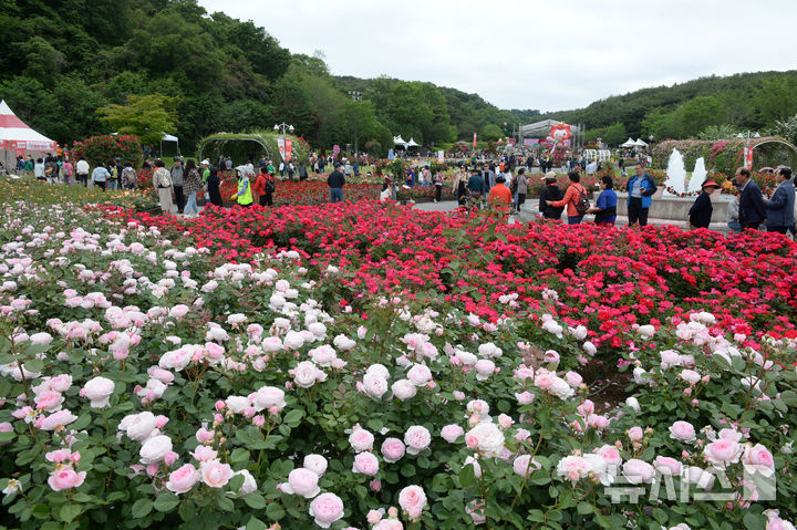 [울산=뉴시스] 배병수 기자 = ‘제17회 울산대공원 장미축제’가 22일 울산 남구 대공원 장미원 및 남문광장 일원에서 ‘러브스토리 인 울산’을 주제로 개막하였다. 장미원을 찾은 많은 시민들과 관광객들이 300만송이 장미향 가득한 장미꽃길을 거닐고 있다 . 2025.05.22.bbs@newsis.com.