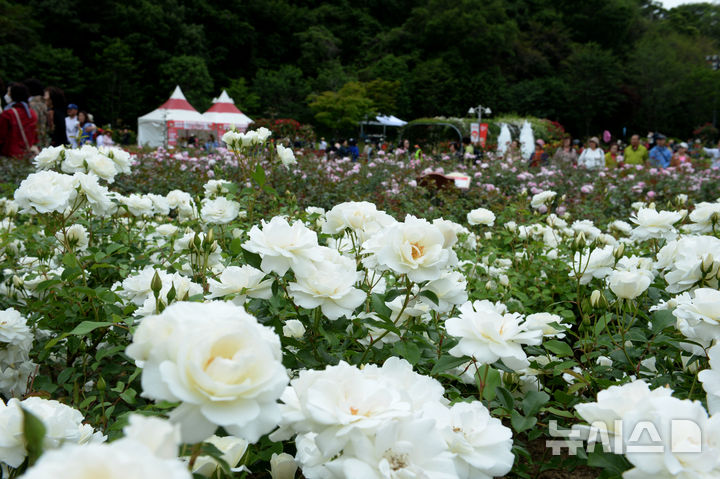 [울산=뉴시스] 배병수 기자 = ‘제17회 울산대공원 장미축제’가 한창인 울산 남구 대공원 장미원. 2025.05.22.bbs@newsis.com.