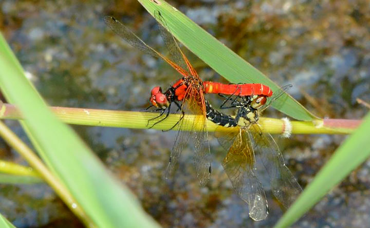 [곡성=뉴시스] 전남 곡성군 월봉습지, 멸종위기 야생생물 Ⅱ급 '한국꼬마잠자리' 서식. (사진=곡성군 제공) 2025.05.22. photo@newsis.com *재판매 및 DB 금지