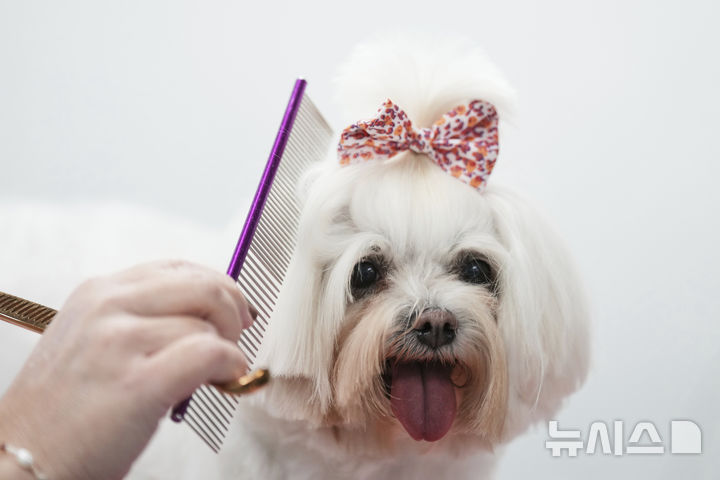 [뉴시스] 말티즈(사진=뉴시스 DB)