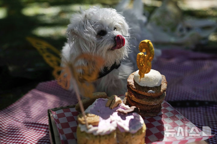 <font style="vertical-align: inherit;"><font style="vertical-align: inherit;">[부에노스아이레스=AP/뉴시스] 지난달 13일(현지 시간) 아르헨티나 부에노스아이레스의 한 공원에서 반려견의 생일파티가 열리고 있다. 2025.05.23.</font></font>