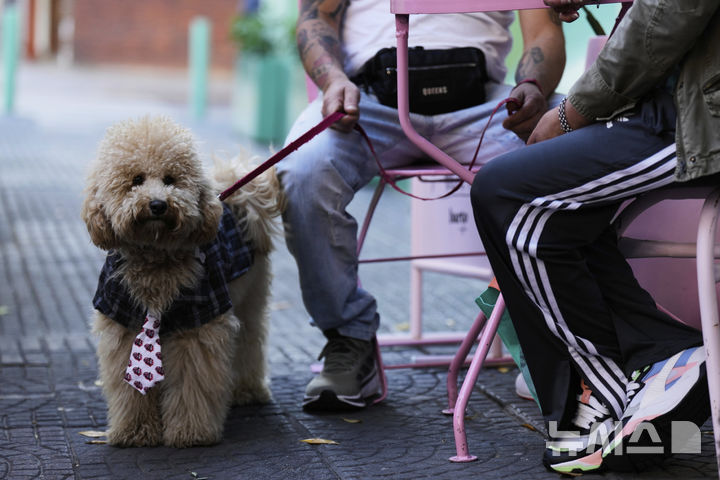 <font style="vertical-align: inherit;"><font style="vertical-align: inherit;">[부에노스아이레스=AP/뉴시스] 지난달 13일(현지 시간) 아르헨티나 부에노스아이레스의 반려동물 카페에 푸들이 주인 옆에 서 있다. 2025.05.23.</font></font>