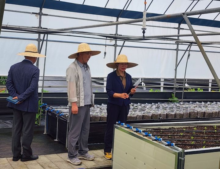 [진주=뉴시스]경남농업기술원, 도라지 시설 재배현장.(사진=경남농기원 제공).2025.05.23.photo@newsis.com *재판매 및 DB 금지