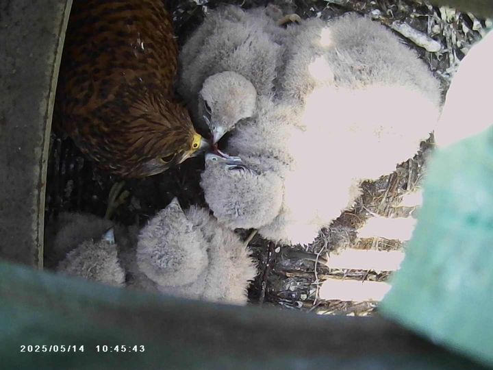 [당진=뉴시스] 지난 14일 현대제철 당진제철소 한 생산설비 상부에 둥지 튼 황조롱이와 새끼. (사진=현대제철 당진제철소 제공) 2025.05.23. photo@newsis.com *재판매 및 DB 금지