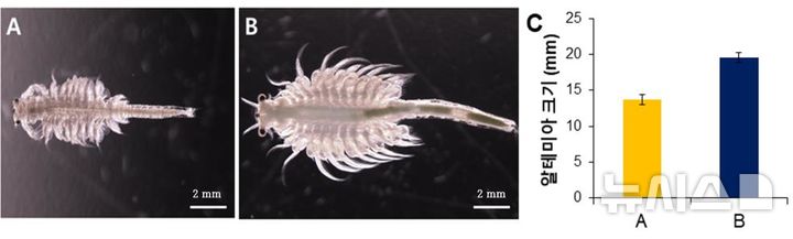 [서울=뉴시스] 14일간 미세조류를 먹인 알테미아 크기 비교 (Scale bar=2㎜). A: 광조건에서 키운 미세조류를 먹인 알테미아; B: 암조건에서 키운 미세조류를 먹인 알테미아; C: 광조건(A) 및 암조건(B)에서 키운 미세조류를 14일 간 먹인 알테미아의 크기(㎜) 비교 그래프