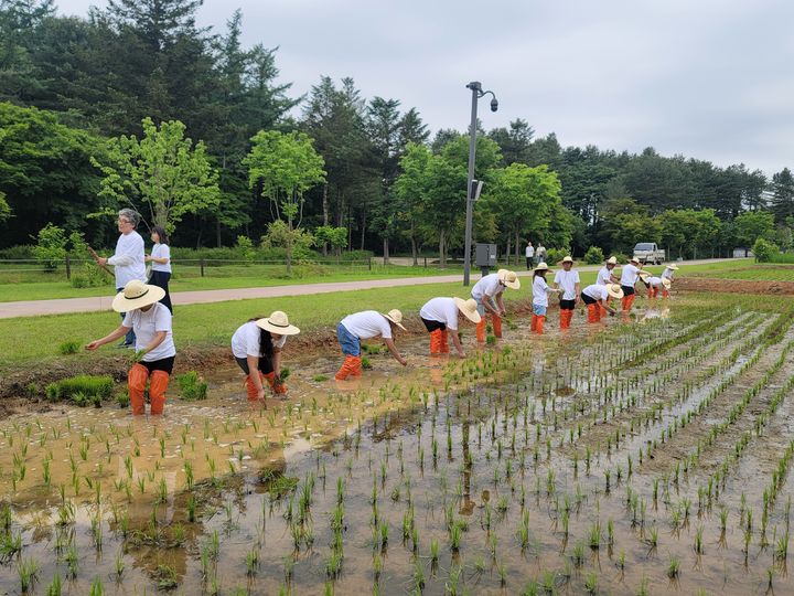 [서울=뉴시스] 모내기 행사 (사진=국가유산청 제공) 2025.05.23. photo@newsis.com *재판매 및 DB 금지
