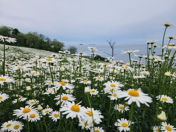 부안 변산마실길에 만개한 '샤스타데이지' (사진=부안군 제공) *재판매 및 DB 금지
