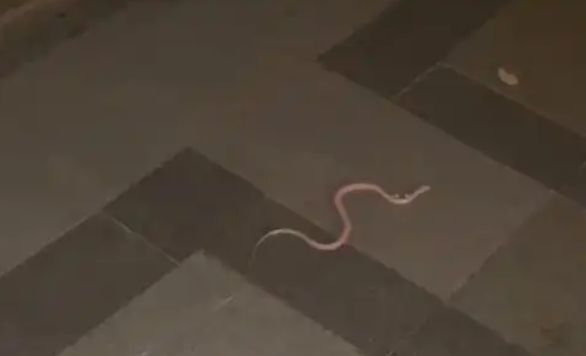 [서울=뉴시스]중국의 한 아파트 거주자가 콘스네이크(옥수수뱀) 100여 마리를 사육해온 사실이 드러나면서 주민들이 불안을 호소하고 있다.(사진=동정귀주) *재판매 및 DB 금지