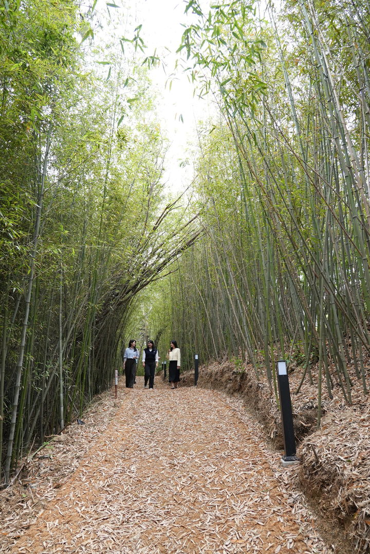 [울산=뉴시스] 구미현 기자 =울산과학대학교가 대학과 지역사회의 상생을 위해 자연 친화적 공간 및 개방형 캠퍼스 조성 사업의 하나로 동부캠퍼스 안에 '대나무 숲길'을 새롭게 조성했다고 23일 밝혔다. (사진=울산과학대 제공) 2025.05.23. photo@newsis.com *재판매 및 DB 금지