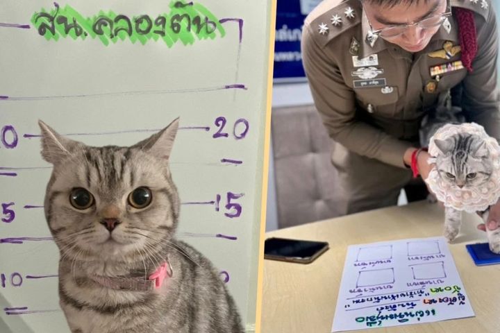 [서울=뉴시스] 태국 방콕의 한 경찰서에서 길을 잃은 고양이가 경찰관을 공격해 체포된 뒤 머그샷까지 찍힌 사연이 공개돼 누리꾼들에 웃음을 주고 있다. (사진 = 페이스북 캡처) 2025.05.23. *재판매 및 DB 금지