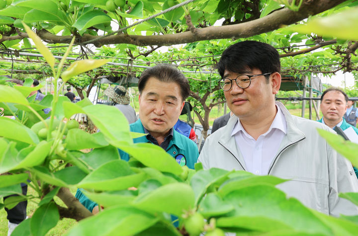 [세종=뉴시스]권재한 농촌진흥청장이 22일 경기도 안성시 서운면에 있는 프리미엄 배 수출단지를 방문, 배 생육 현황을 점검하고 수출 확대를 위한 기술지원 방안을 논의하고 있다. (사진=농진청 제공) *재판매 및 DB 금지