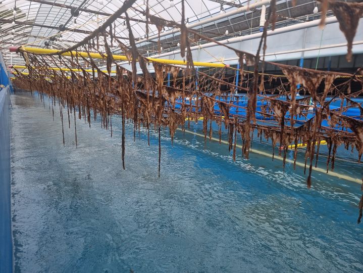 전남 고흥 김 육상 양식장. (사진=전남도 제공) *재판매 및 DB 금지