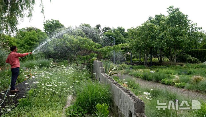 [제주=뉴시스] 임재영 기자 = 창고를 부수고 남은 콘크리트 잔해에 만든 베케의 폐허정원에는 암대극, 사초 등이 아우성치듯 우후죽순으로 자라고 있는 가운데 20일 오전 따가운 햇빛을 달래려고 물을 주고 있다. 2025.05.20. ijy788@newsis.com