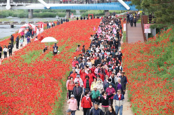 [괴산=뉴시스] 24일 '2025 빨간맛페스티벌'의 대표 프로그램 '빨간꽃길 괴산 걷기대회'가 열린 충북 괴산군 동진천변에서 참가자들이 붉게 물든 양귀비 꽃길을 따라 봄 정취를 만끽하고 있다. (사진=괴산군 제공) 2025.05.24. photo@newsis.com *재판매 및 DB 금지