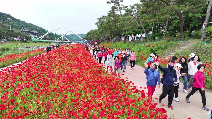 [괴산=뉴시스] 24일 '2025 빨간맛페스티벌'의 대표 프로그램 '빨간꽃길 괴산 걷기대회'가 열린 충북 괴산군 동진천변에서 참가자들이 붉게 물든 양귀비 꽃길을 따라 봄 정취를 만끽하고 있다. (사진=괴산군 제공) 2025.05.24. photo@newsis.com&nbsp; *재판매 및 DB 금지