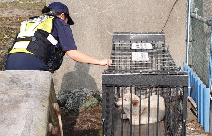 [제주=뉴시스] 제주도자치경찰단이 포획한 들개. (사진=도자치경찰단 제공) *재판매 및 DB 금지