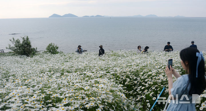 [부안=뉴시스] 김얼 기자 = 전북 부안군 변산면 마실길에 샤스타데이지가 만개해 있다. 2025.05.23. pmkeul@newsis.com