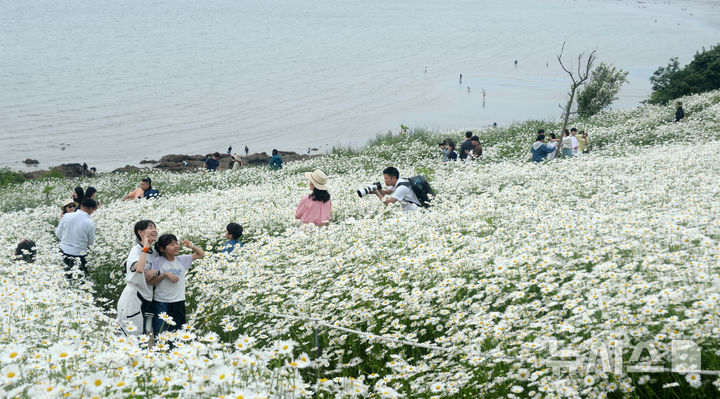 [부안=뉴시스] 김얼 기자 = 5일 기상청이 발표한 '2025년 봄철(3~5월) 기후 특성과 원인에 대한 분석 결과'에 따르면 올 3∼5월 기온 변동폭은 각각 14.0도, 13.6도, 12.1도를 기록했다. 사진은 선선한 봄 날씨가 이어지고 있는 24일 전북 부안군 변산면 마실길에 샤스타데이지가 만개해 있다. 2025.05.23. pmkeul@newsis.com