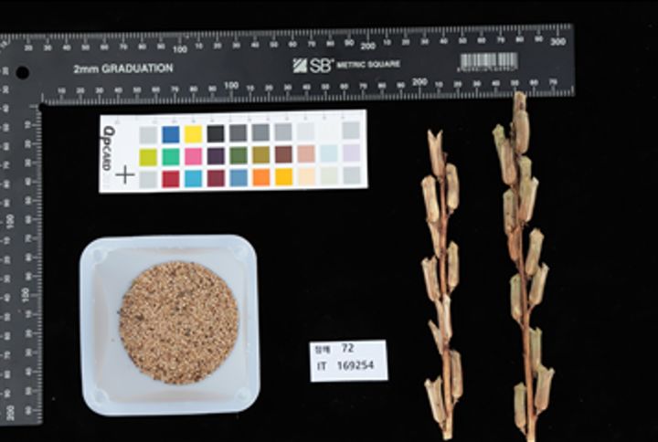 [세종=뉴시스] 농촌진흥청은 참깨 기능 성분 '리그난' 함량이 높은 유전자원 5점을 선발했다고 25일 밝혔다. 사진은 참깨 리그난 분석 결과. (사진=농진청 제공) 2025.05.25. photo@newsis.com *재판매 및 DB 금지
