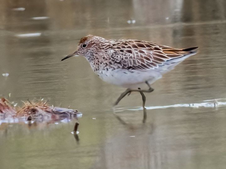 [울산=뉴시스] 울산시는 지난 5월 2일부터 6일까지 울주군 온양읍 남창 들녘으로 국제보호조류인 메추라기도요를 비롯한 희귀 나그네새 6종이 찾아왔다고 26일 밝혔다. 사진은 메추라기도요. (사진= 월계초 조우진 제공) 2025.05.26.photo@newsis.com *재판매 및 DB 금지