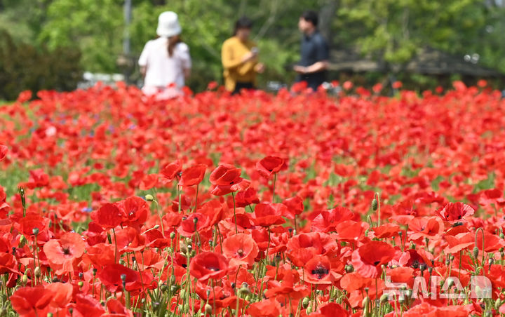 [수원=뉴시스] 김종택 기자 = 화창한 날씨를 보인 25일 경기 수원시 권선구 탑동 시민농장을 찾은 시민들이 붉게 물든 양귀비꽃을 바라보며 꽃놀이를 즐기고 있다. 2025.05.25. jtk@newsis.com