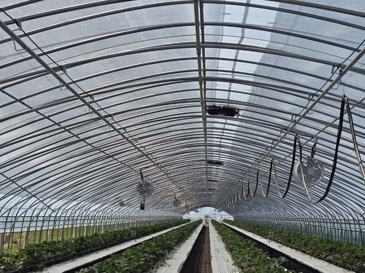 [진주=뉴시스]경남농업기술원 딸기육묘 온실.(사진=경남농업기술원 제공).2025.05.26.photo@newsis.com *재판매 및 DB 금지