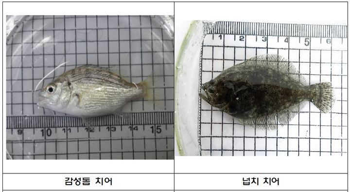 [부산=뉴시스] 부산시 수산자원연구소는 자체 생산한 어린 감성돔 36만 마리와 넙치 15만 마리, 총 51만 마리를 사하구, 강서구 등 연안해역에 방류한다. 어린 감성돔과 넙치 모습. (사진=부산시 제공) 2025.05.26. photo@newsis.com *재판매 및 DB 금지