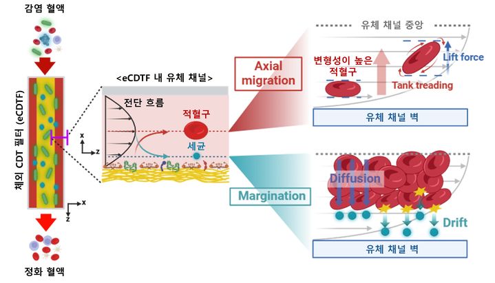 [울산=뉴시스] 인공혈전의 세균 포획 원리와 성능을 설명한 연구 그림. (사진=울산과학기술원 제공) 2025.05.26. photo@newsis.com *재판매 및 DB 금지