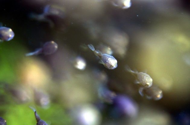 [부산=뉴시스] 수조에서 헤엄치는 뚝지 치어. (사진=한국수산자원공단 제공) 2025.05.26. photo@newsis.com *재판매 및 DB 금지