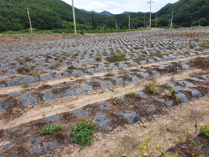[세종=뉴시스] 농촌진흥청은 올여름 이상기온으로 약용작물에도 고온 피해가 우려된다며, 천궁과 당귀 등 주요 작물의 생육 저하와 수확량 감소를 막기 위한 철저한 재배 관리를 26일 당부했다. 사진은 천궁이 고온 피해를 입은 모습. (사진=농진청 제공) 2025.05.26. photo@newsis.com *재판매 및 DB 금지