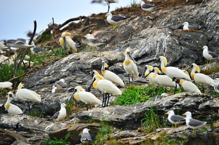 [서천=뉴시스] 서천 노루섬에 서식하는 저어새 *재판매 및 DB 금지