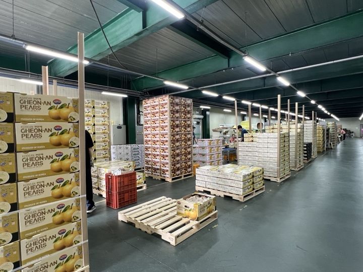 [천안=뉴시스] 출하 준비가 완료된 충남 천안배 (사진=천안시 제공) 2025.5.26 photo@newsis.com *재판매 및 DB 금지