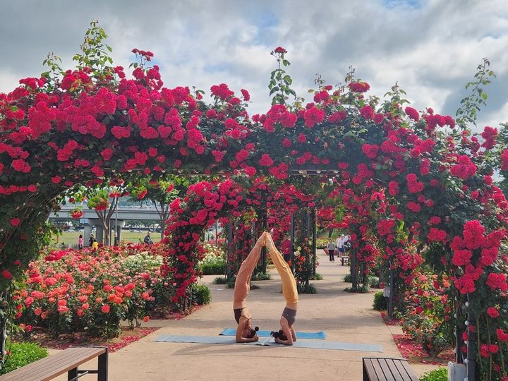 [밀양=뉴시스] 삼문동 장미공원에서 요가를 하고 있다. (사진=밀양시 제공) 2025.05.26. photo@newsis.com *재판매 및 DB 금지