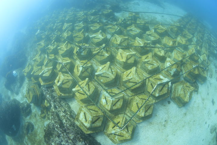 [제주=뉴시스] 제주도 해양수산연구원에서 자체 개발한 해조생육블럭을 여러 개 엮어서 만든 해조장. 참모자반 등 유용 해조류 성장에 유리하고, 해양생물 서식처 역할을 한다. (사진=제주도 제공) 2025.05.26. photo@newsis.com *재판매 및 DB 금지