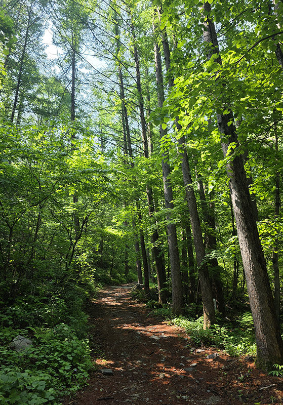 태백산국립공원 숲길. 사진은 기사와 관련 없음.(사진=뉴시스) *재판매 및 DB 금지