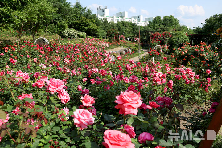 [서울=뉴시스]대현산 장미원.