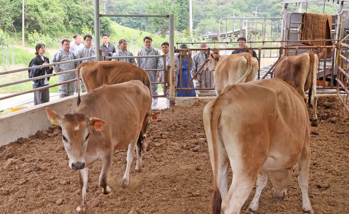 [임실=뉴시스] 임실군 성수면 낙농가에 입식된 저지종 젖소. 일반 젖소무늬로 통하는 홀스타인종이 아니라 한우의 외형에 가까운 저지종 젖소의 모습. (사진=임실군 제공) 2025.05.26. photo@newsis.com *재판매 및 DB 금지