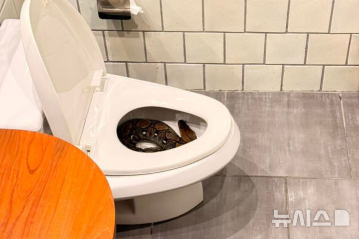 [뉴시스]한 남자가 아침 일찍 변기 안에서 큰 비단뱀을 발견하고 충격을 받았다. (사진=Tattam페이스북) 