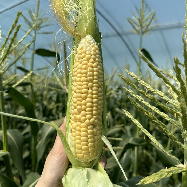 [의령=뉴시스]의령 특산물 초당옥수수 본격 출하.(사진=의령군 제공) 2025.05.26.photo@newsis.com *재판매 및 DB 금지