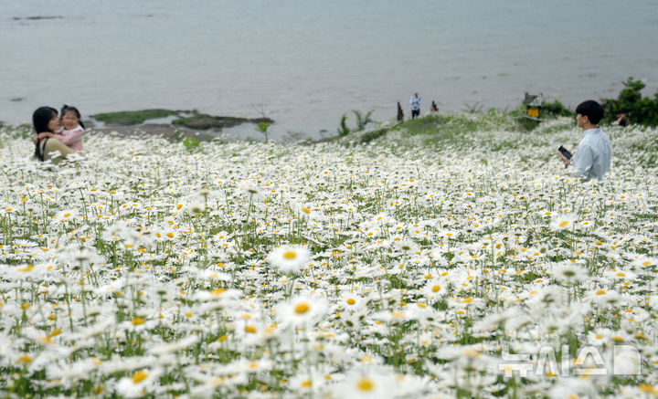 [부안=뉴시스] 김얼 기자 = 선선한 봄 날씨가 이어지고 있는 24일 전북 부안군 변산면 마실길에 샤스타데이지가 만개해 있다. 2025.05.23. pmkeul@newsis.com