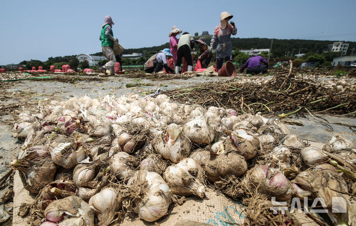 [서귀포=뉴시스] 우장호 기자 = 26일 오후 제주 서귀포시 대정읍 상모리에서 농민들이 수확한 마늘을 자루에 옮겨담고 있다.서귀포시 대정읍은 제주 도내 계약재배 물량의 67.7%를 생산하는 마늘 최대 주산지다. 올해 수매가는 ㎏당 4300원으로 결정됐다. 2025.05.26. woo1223@newsis.com