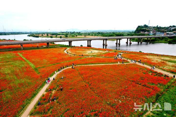 [나주=뉴시스] '제21회 영산포 홍어·한우 축제'를 위해 조성한 영산강변 꽃양귀비 단지. (사진=나주시 제공) 2025.05.26. photo@newsis.com